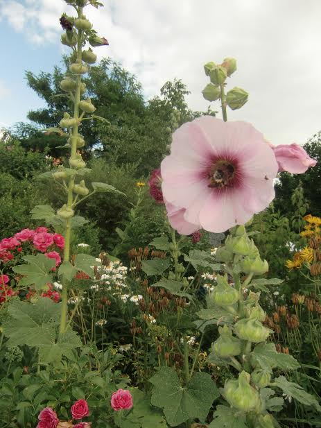 Blumen -    Gartenidylle