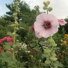 Blumen -    Gartenidylle