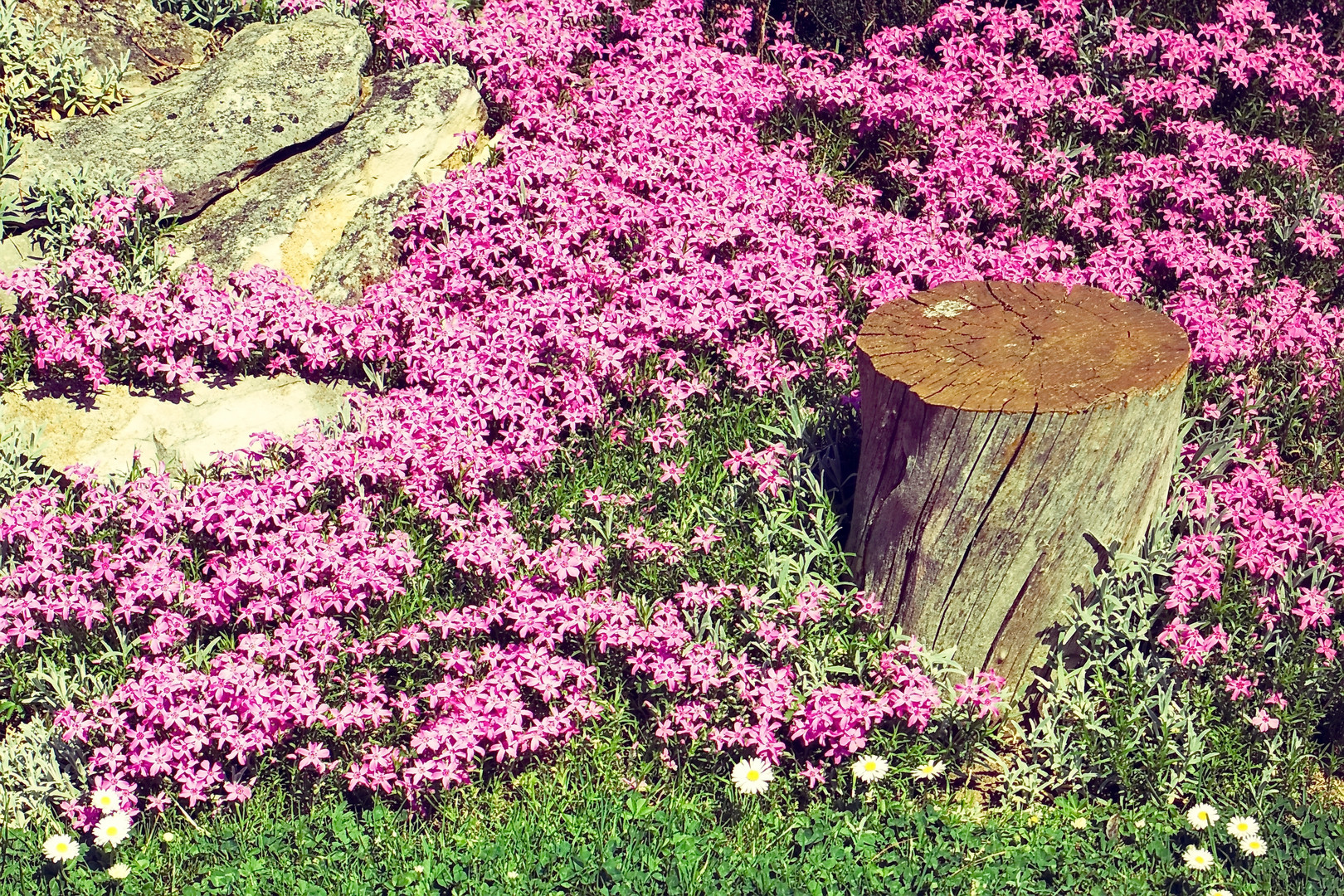 Blumen Gartenschmuck