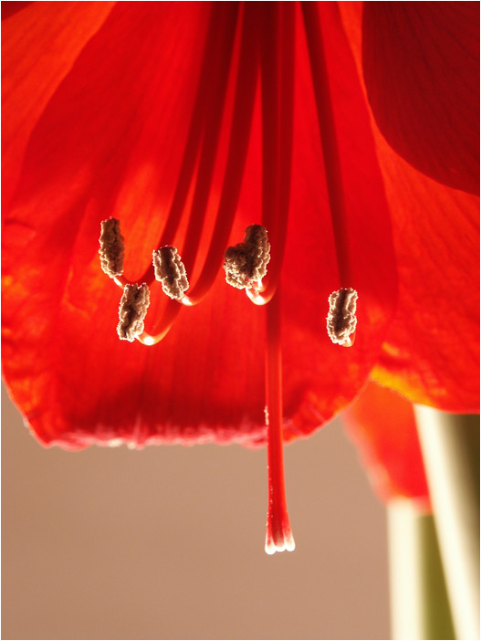 Blumen gegen Winter-Tristesse #1