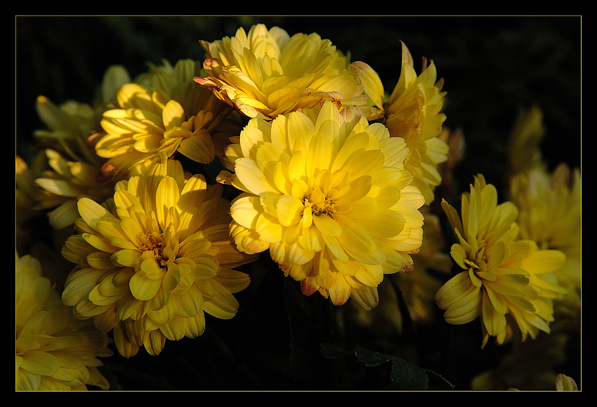 Blumen, geküsst von den letzten Sonnenstrahlen