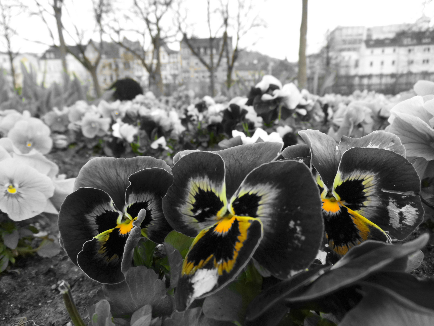 Blumen- Gelber Farbfilter