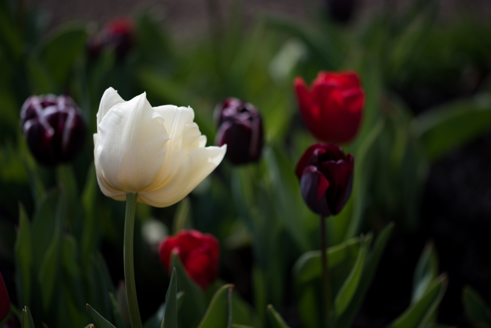 Blumen gibt es nicht nur in Holland