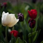 Blumen gibt es nicht nur in Holland