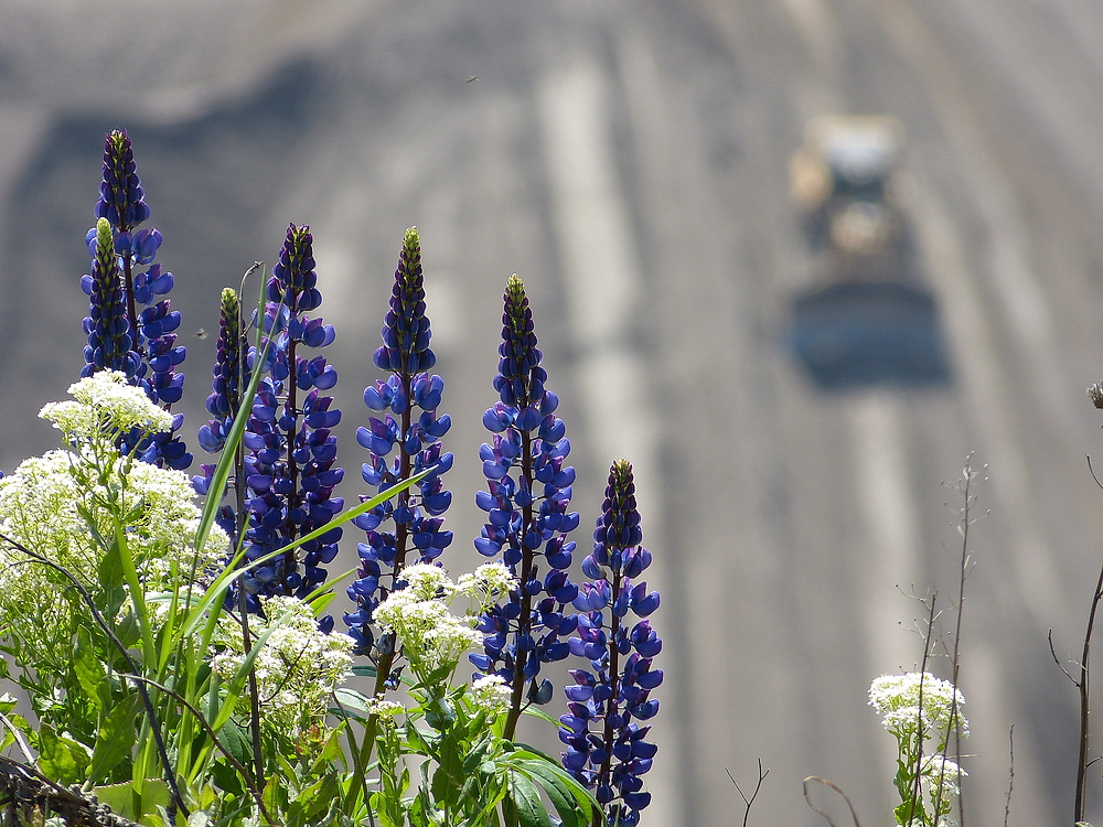 Blumen gibt es überall