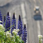 Blumen gibt es überall