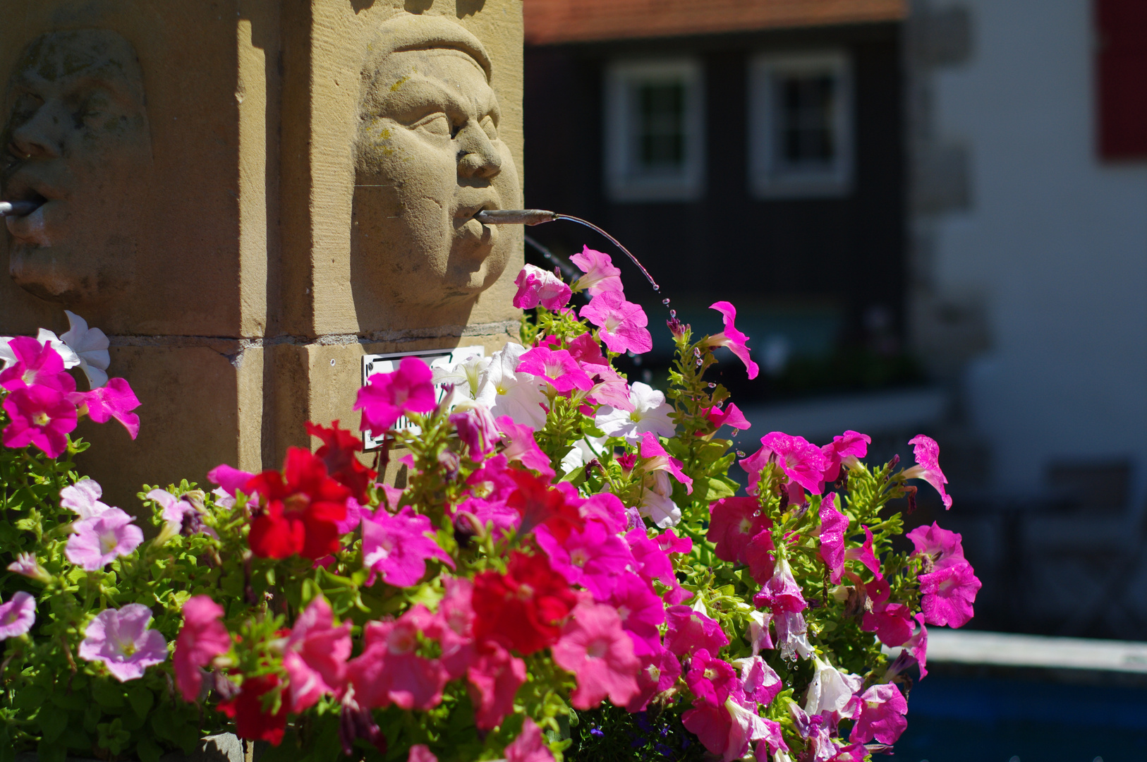 Blumen giessen