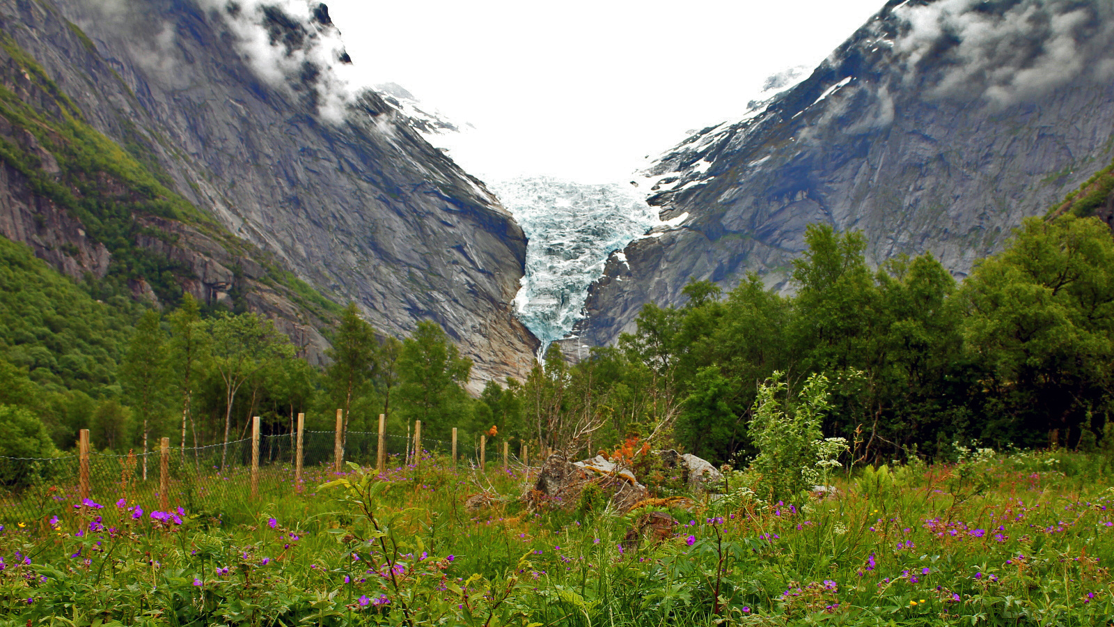 Blumen & Gletscher