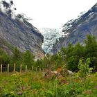 Blumen & Gletscher