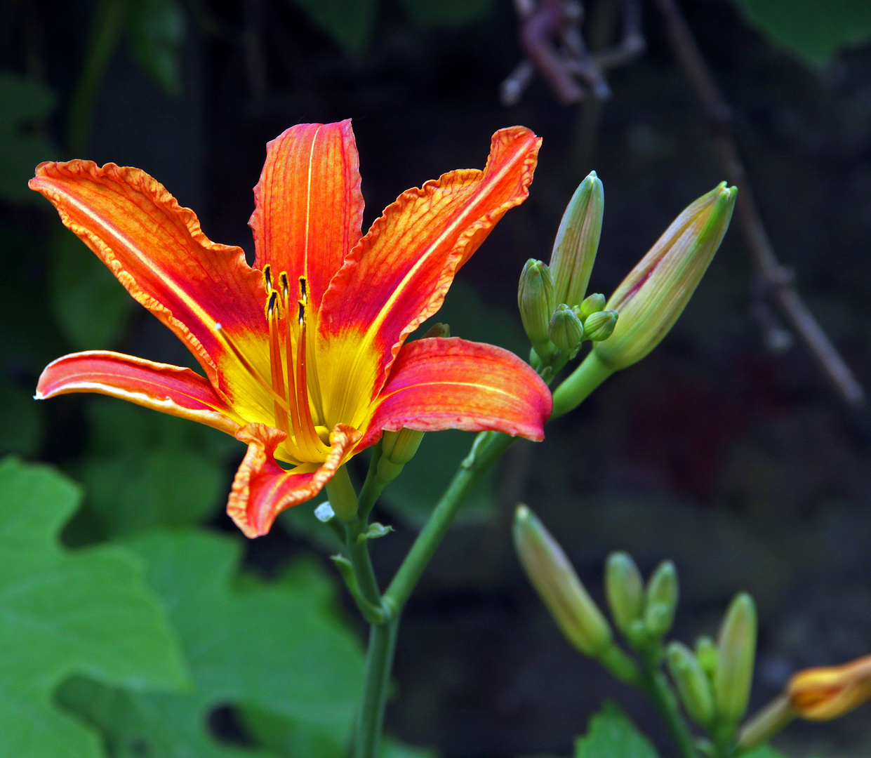 Blumen Grüße zum Sonntag