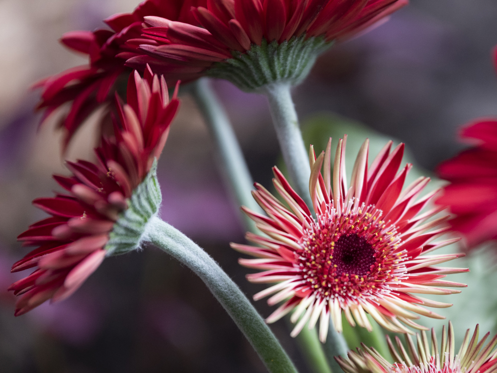 Blumen halle in Wiesmoor