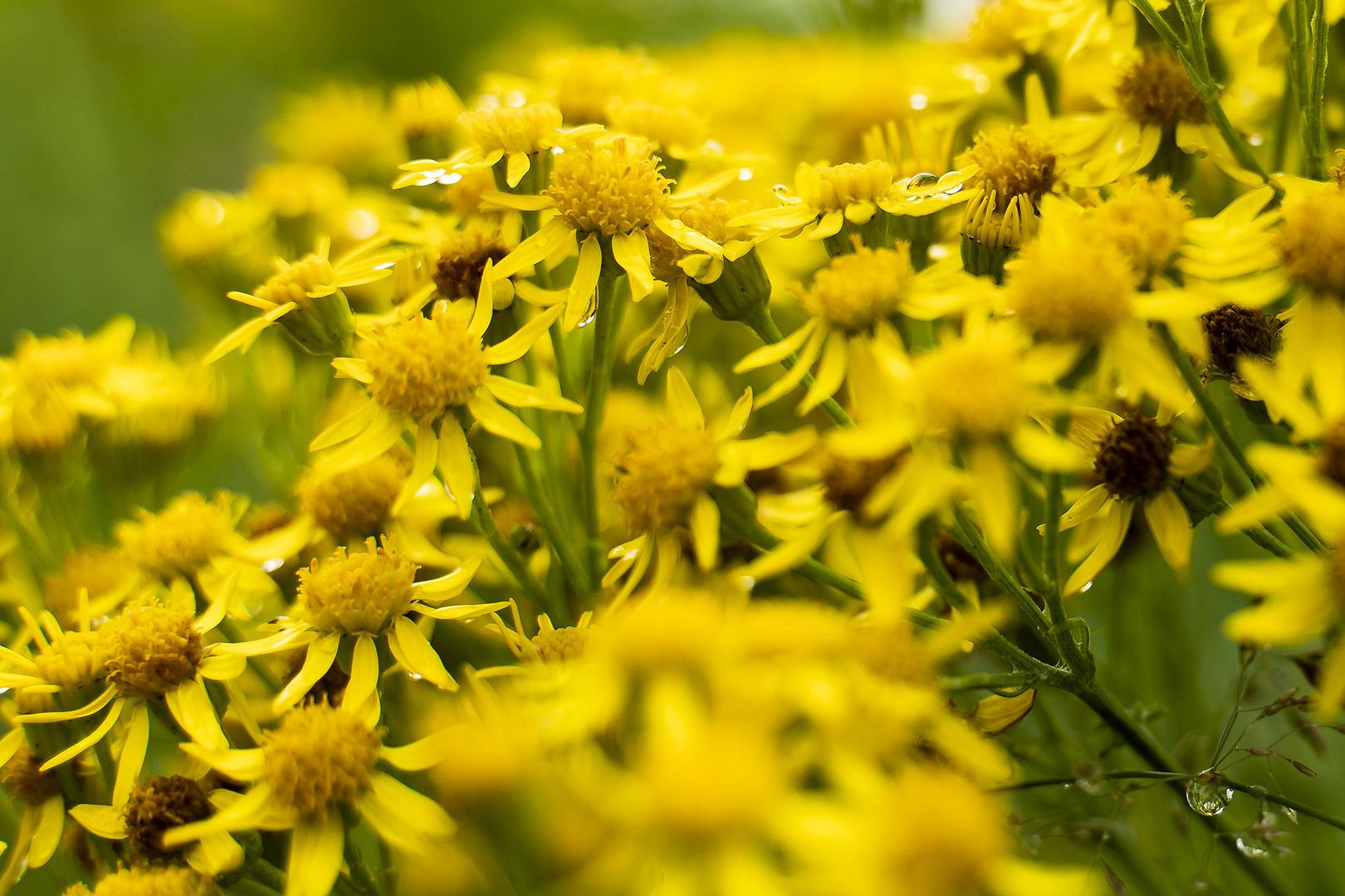 Blumen Hammewiesen-3609 Kopie 2