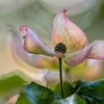 Blumen Hartriegel