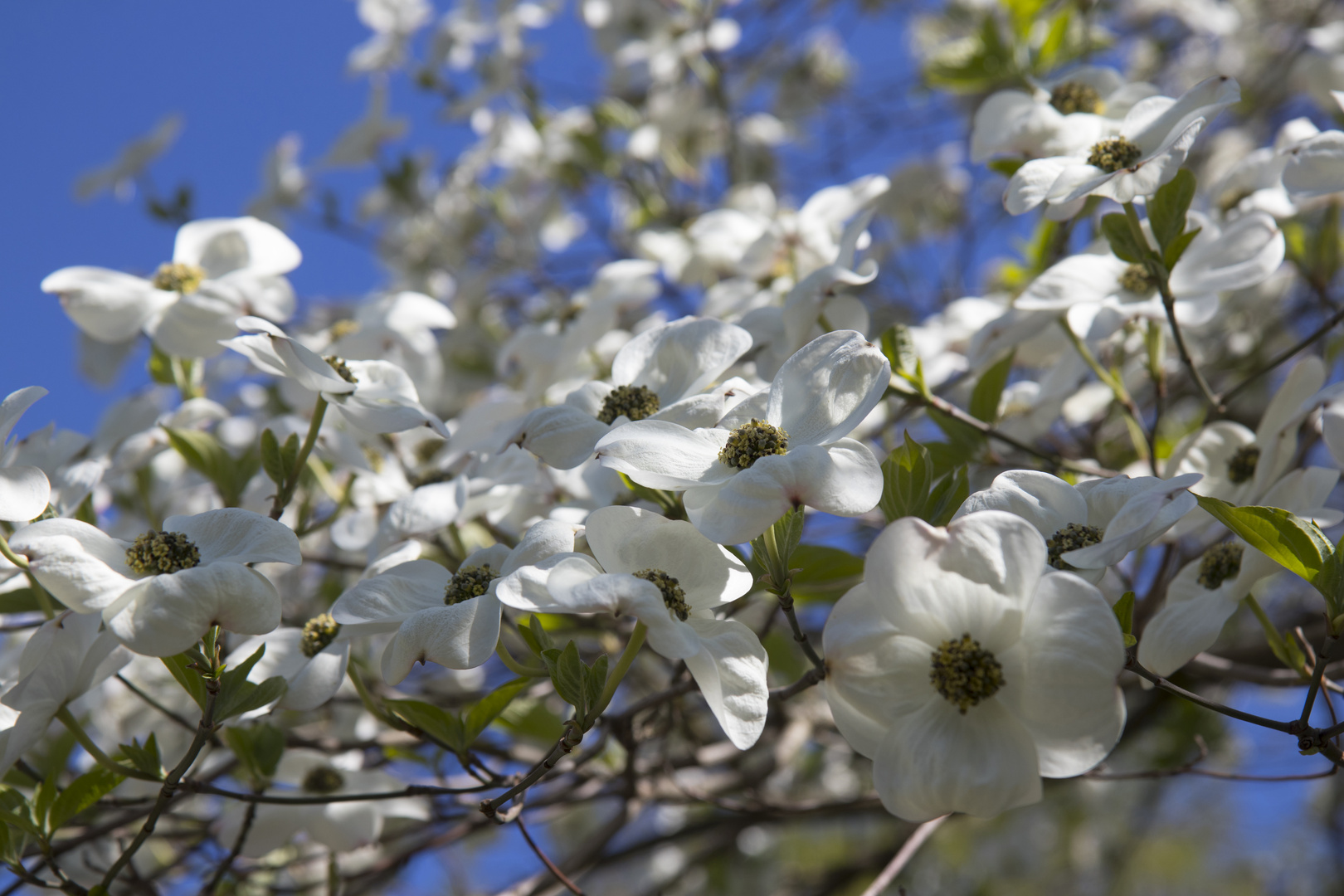 Blumen-Hartriegel