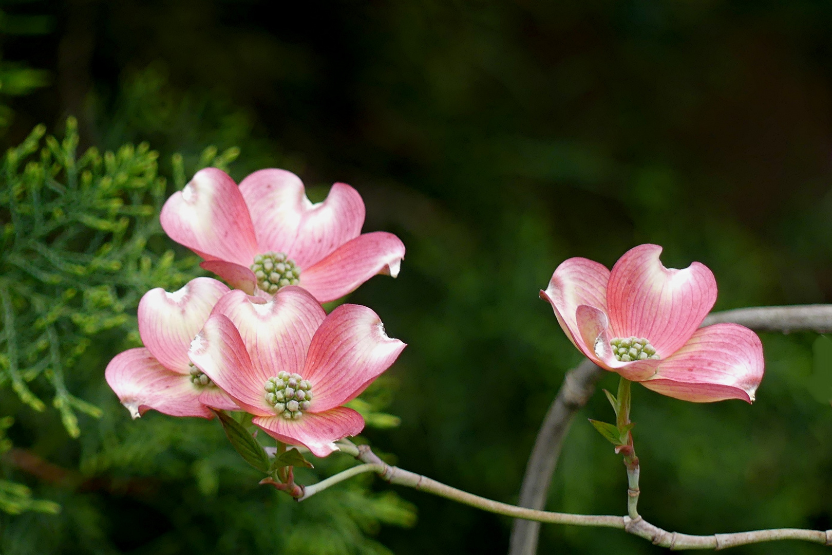 Blumen-Hartriegel