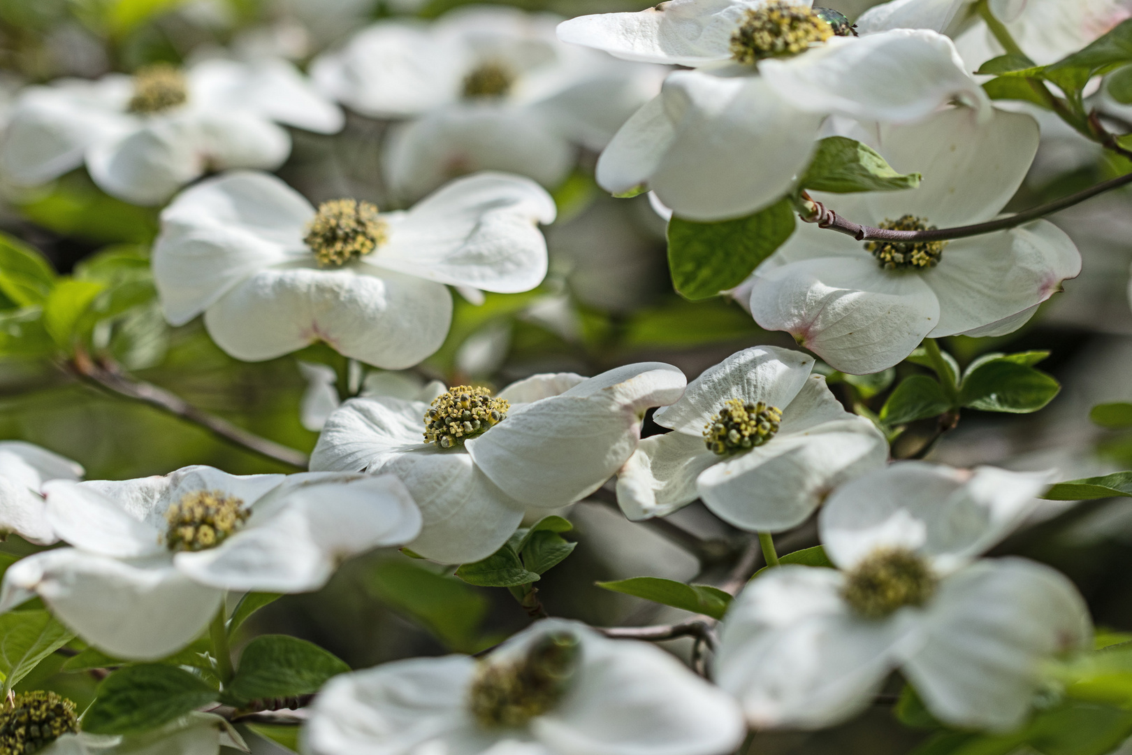 Blumen Hartriegel Cornus Ascona