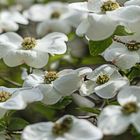 Blumen Hartriegel Cornus Ascona