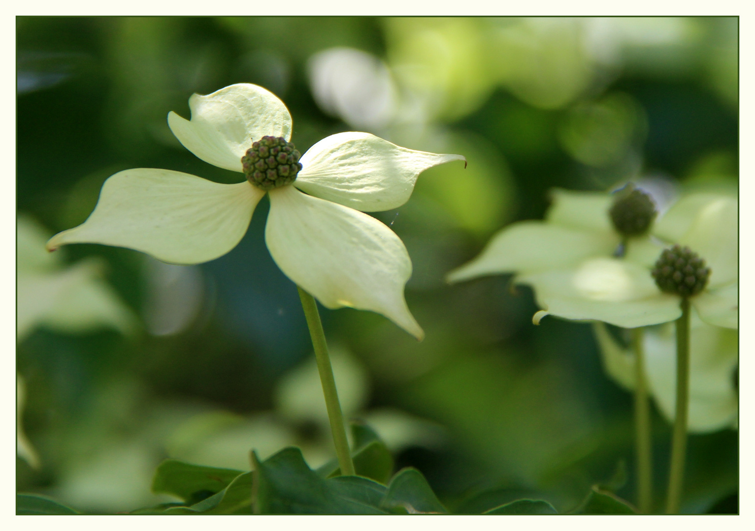 Blumen-Hartriegel