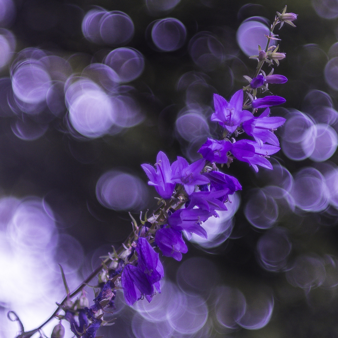 Blumen - Helios 44M-4