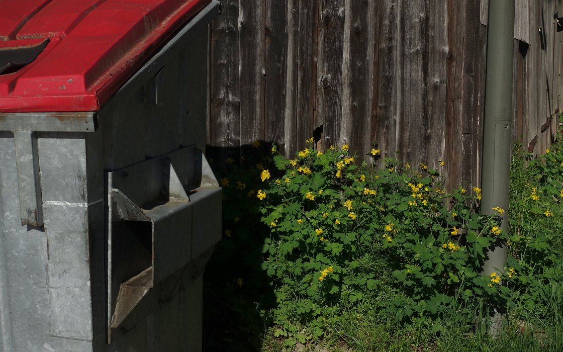 Blumen hinter dem Container