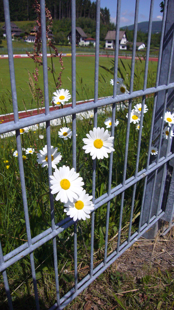 Blumen hinter Gittern (J)