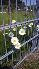 Blumen hinter Gittern (J)