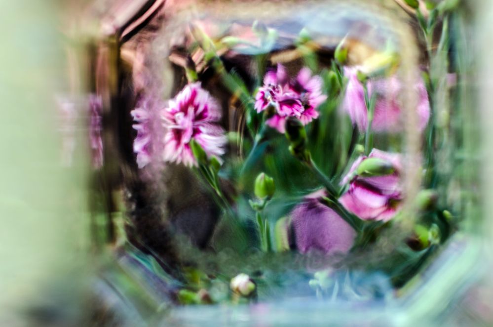 Blumen hinter Glas