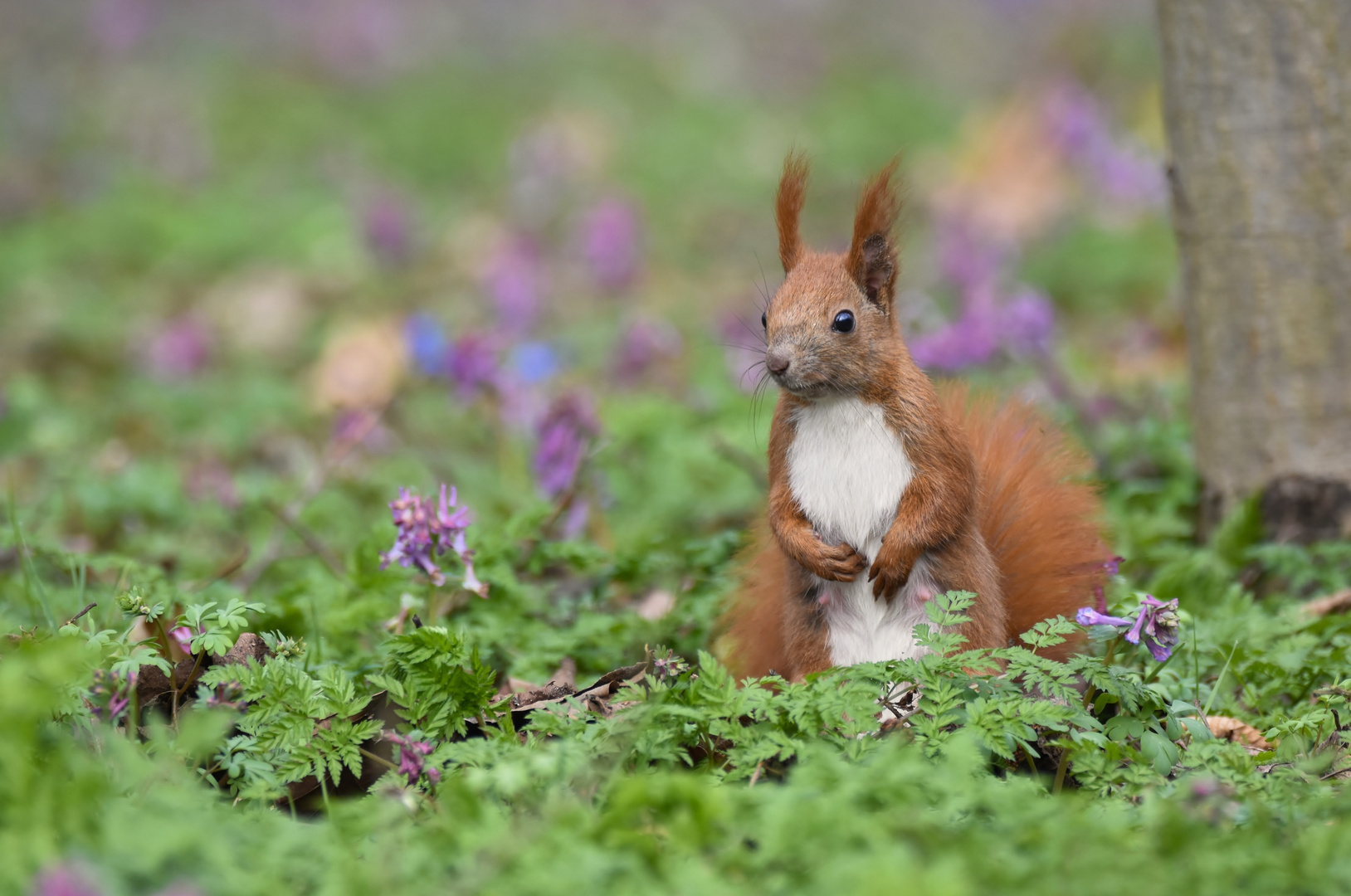 Blumen-Hörnchen