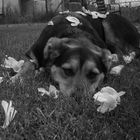 Blumen Hund