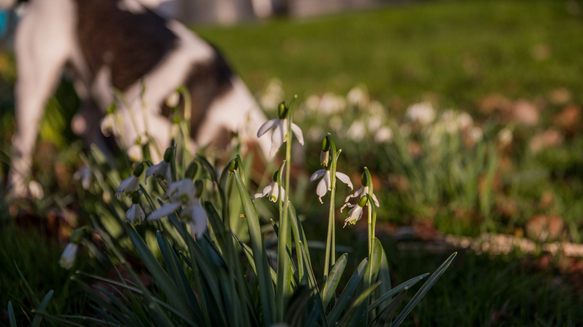 Blumen, Hund im Hintergrund