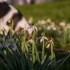 Blumen, Hund im Hintergrund