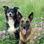 Blumen-Hunde