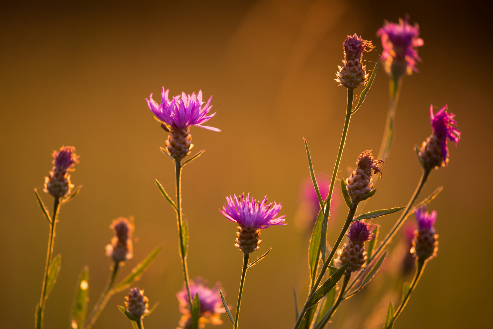 Blumen im Abendlicht