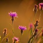 Blumen im Abendlicht