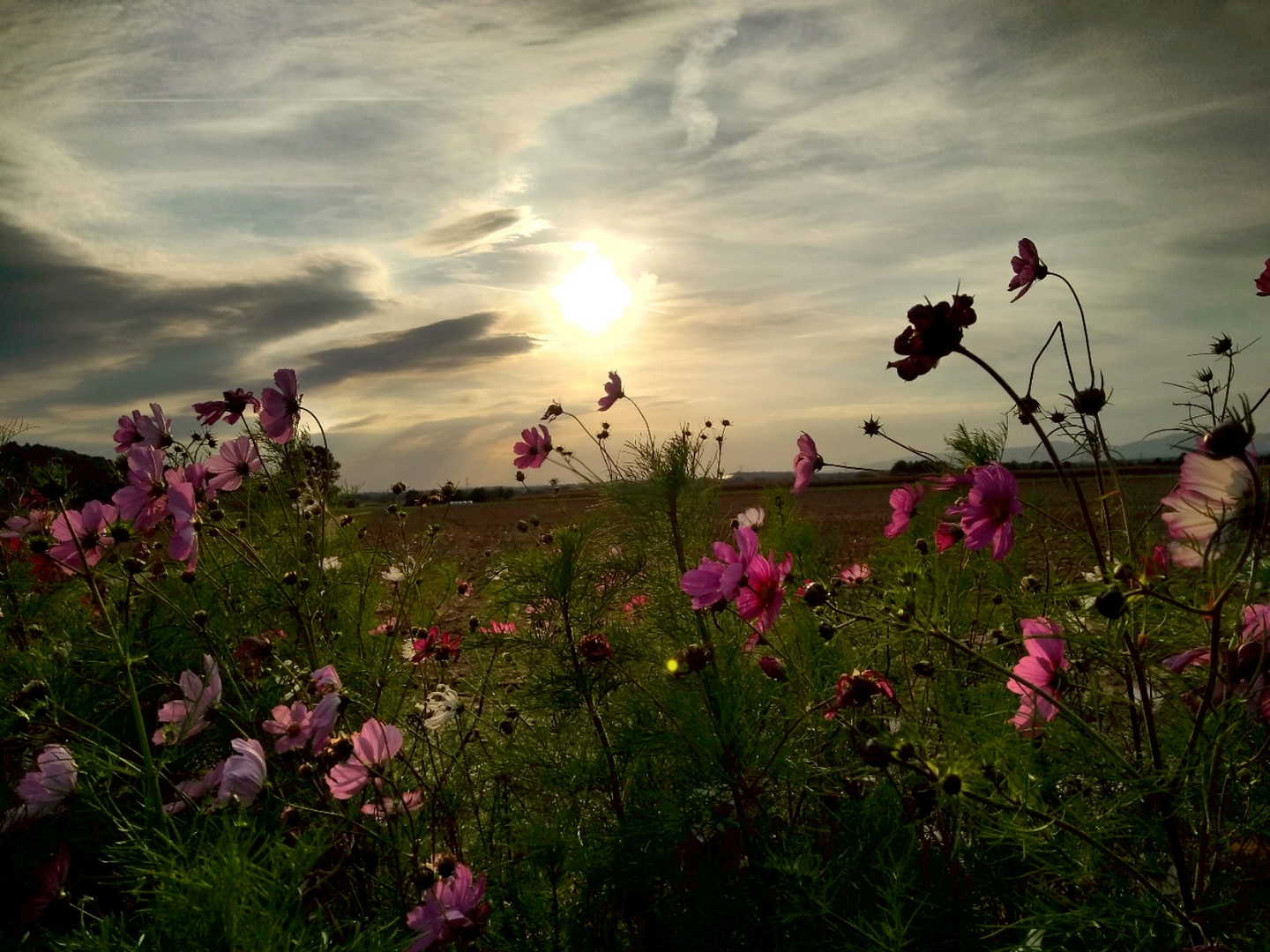 Blumen im Abendlicht