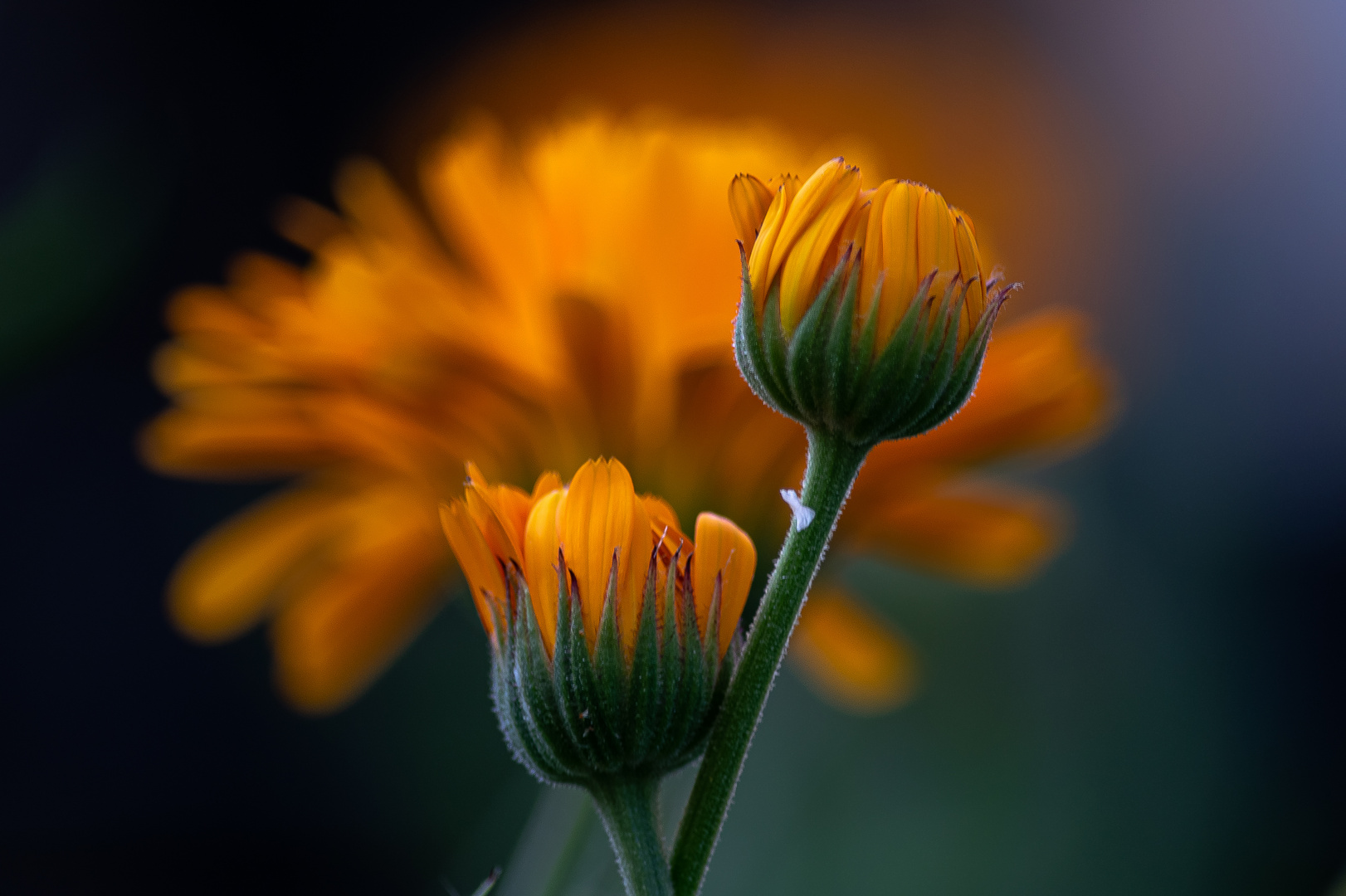 Blumen im Abendlicht 