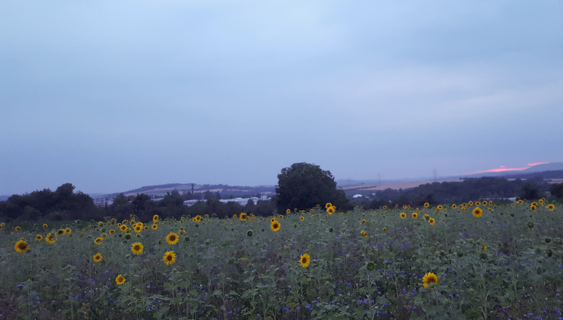 Blumen im Abendlicht