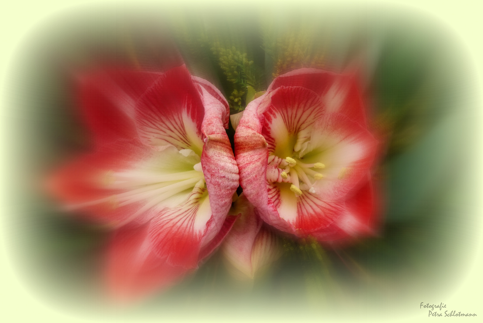 °°°° Blumen im Advent °°°°