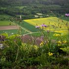 Blumen im Altmühltal