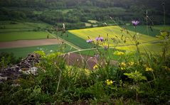 Blumen im Altmühltal