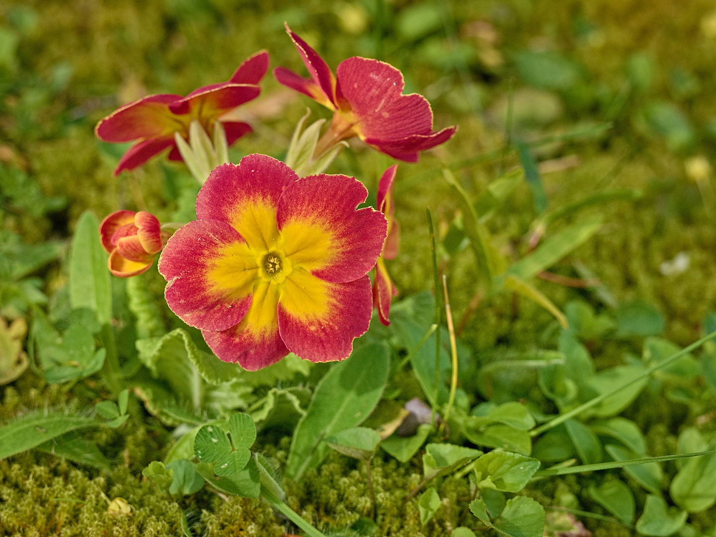 Blumen im April