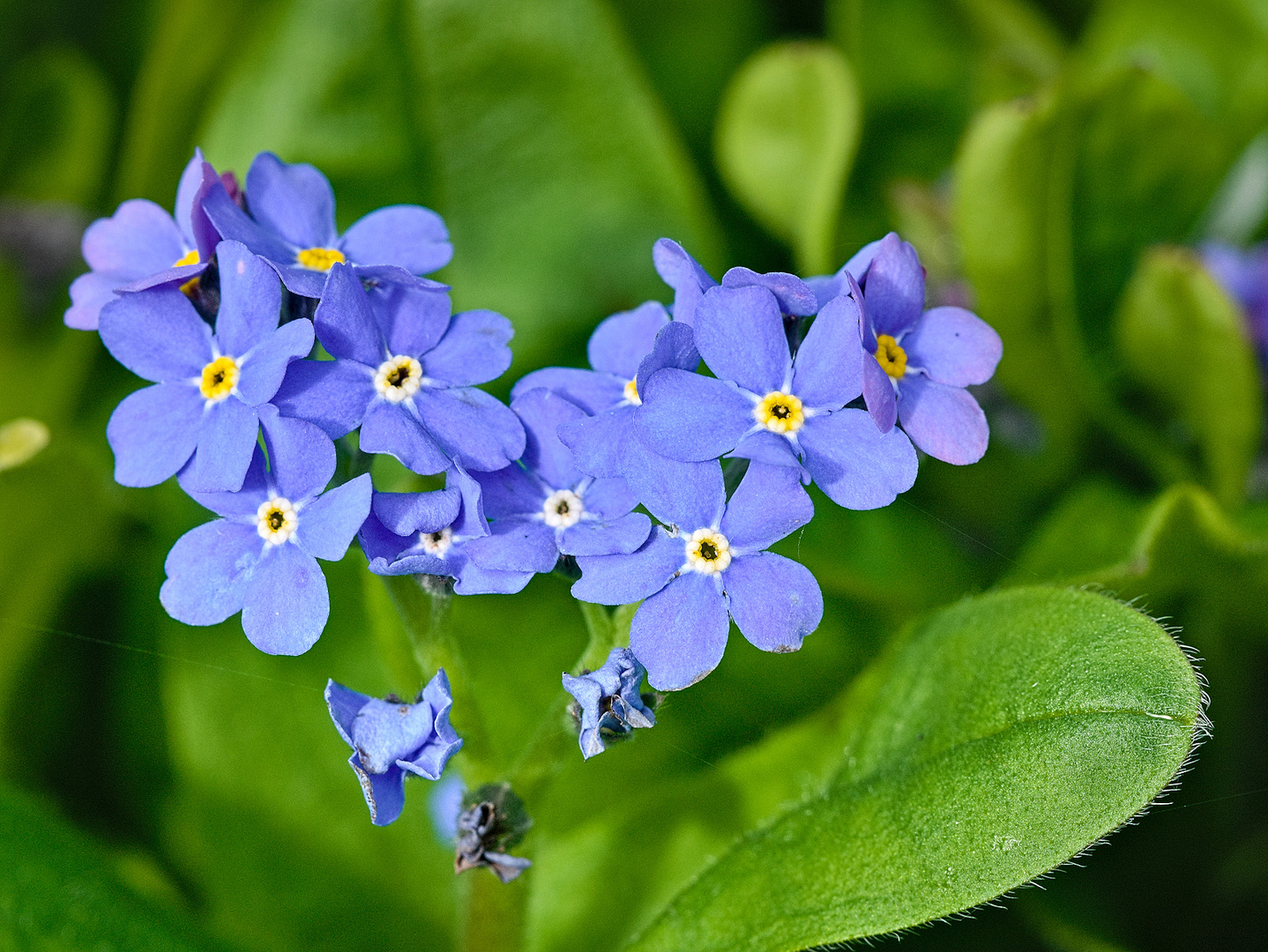 Blumen im April