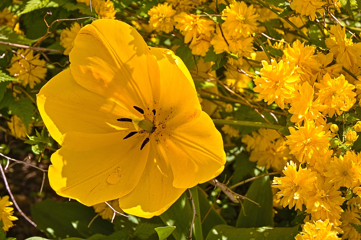 Blumen im April Foto & Bild fotos, frühling, natur Bilder auf