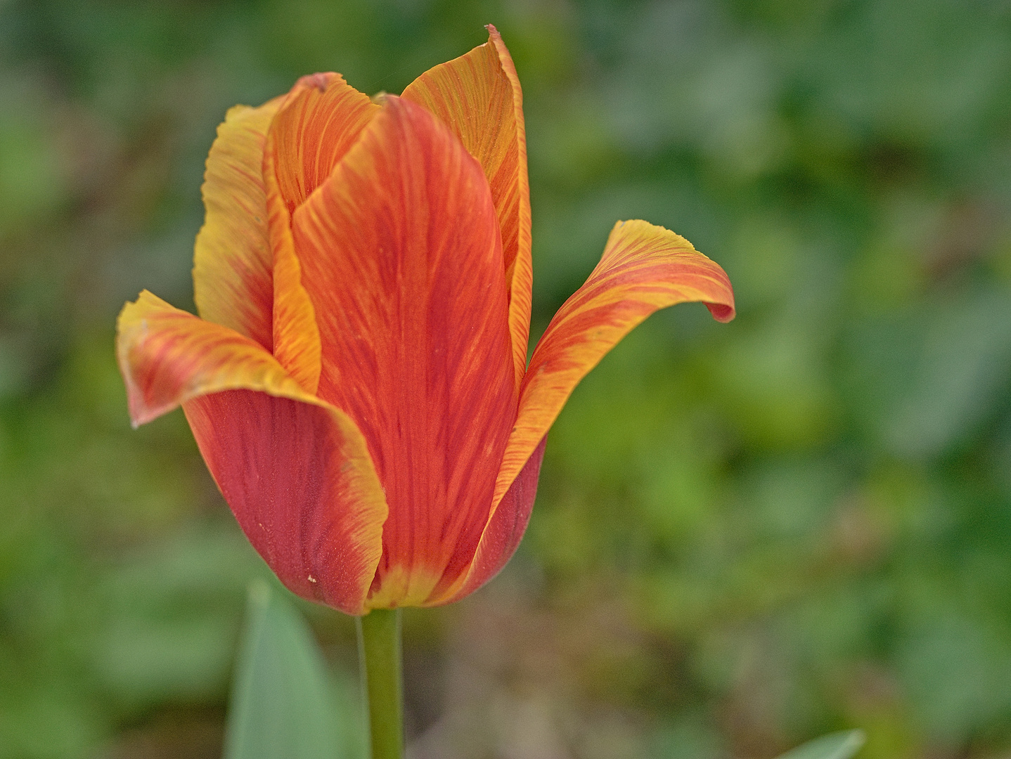 Blumen im April