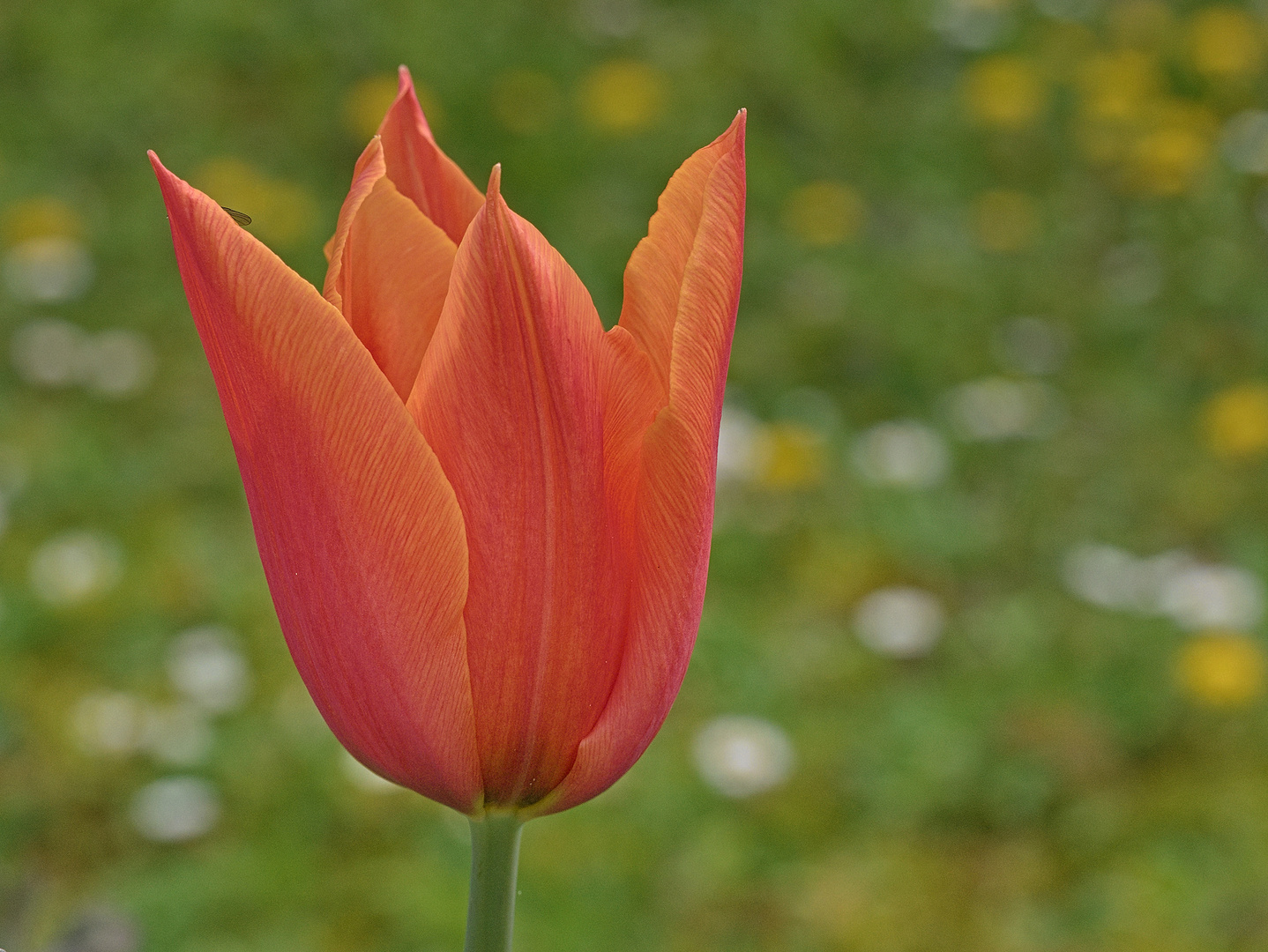 Blumen im April