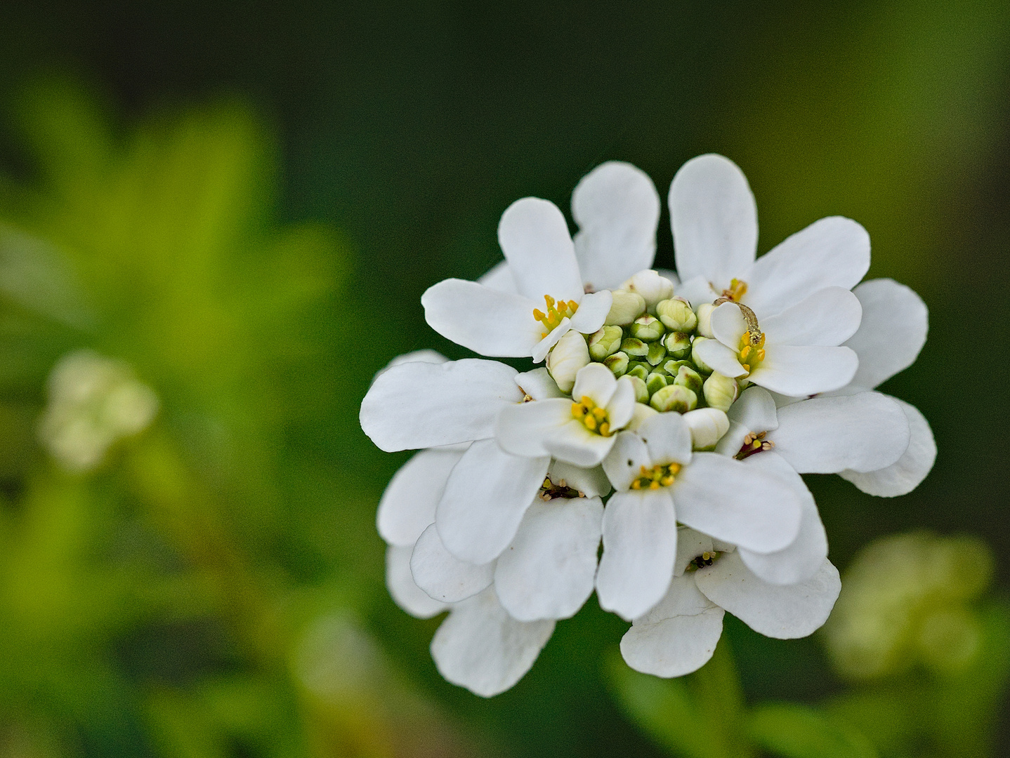 Blumen im April