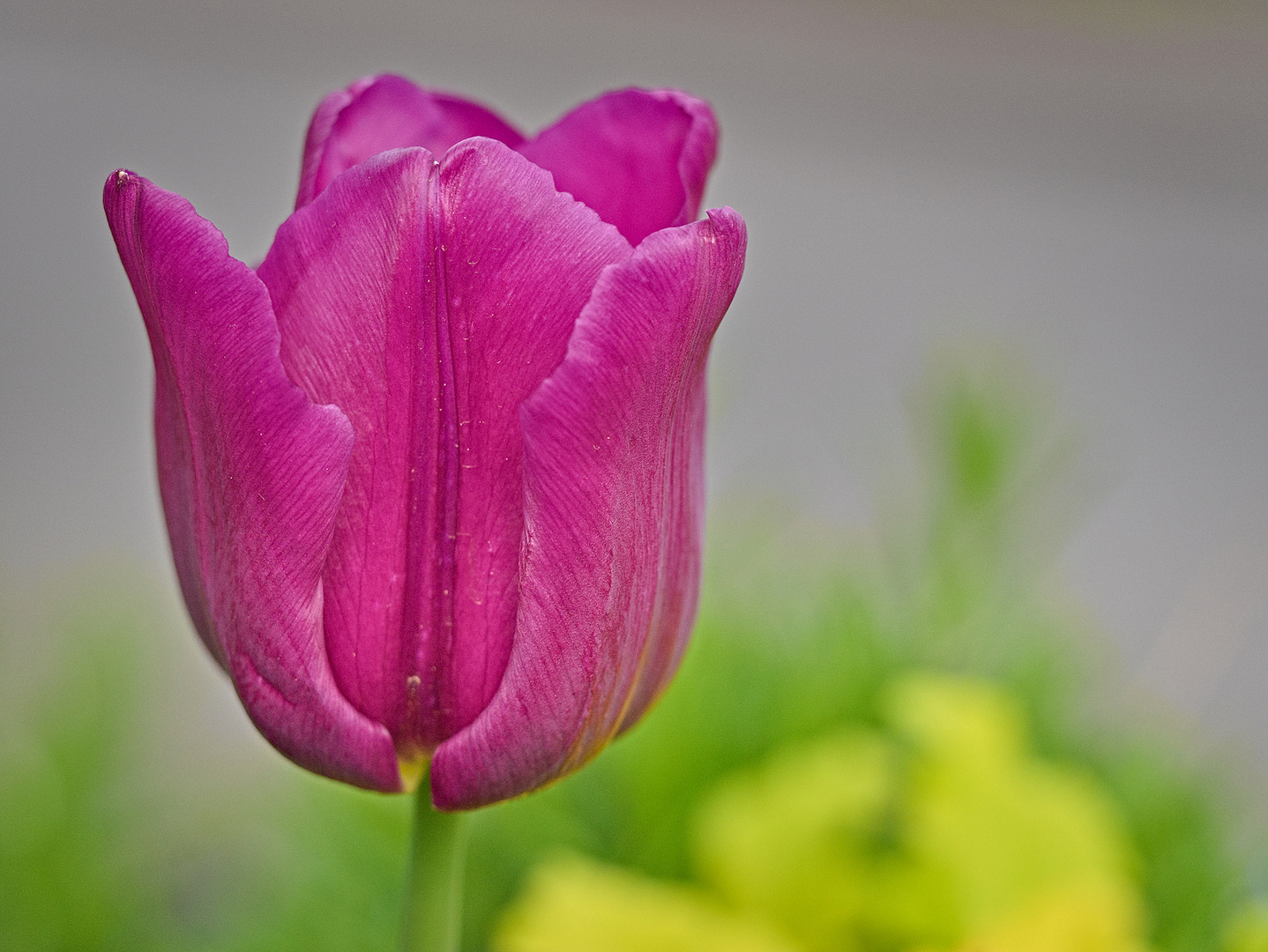 Blumen im April