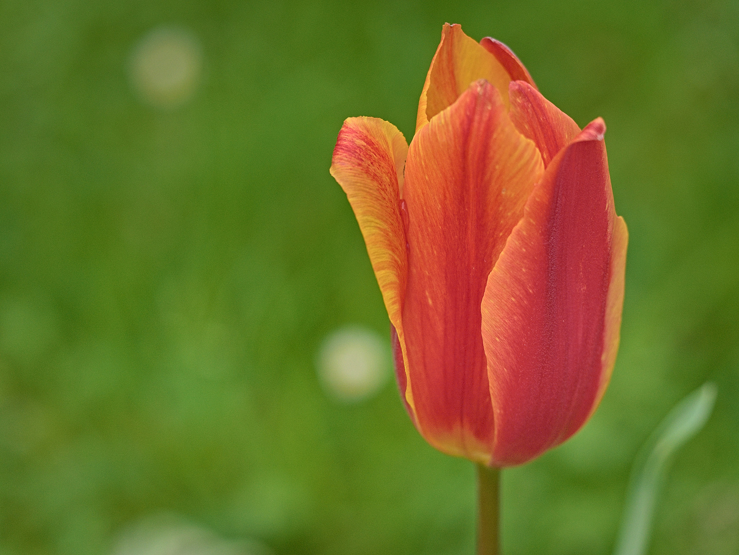 Blumen im April