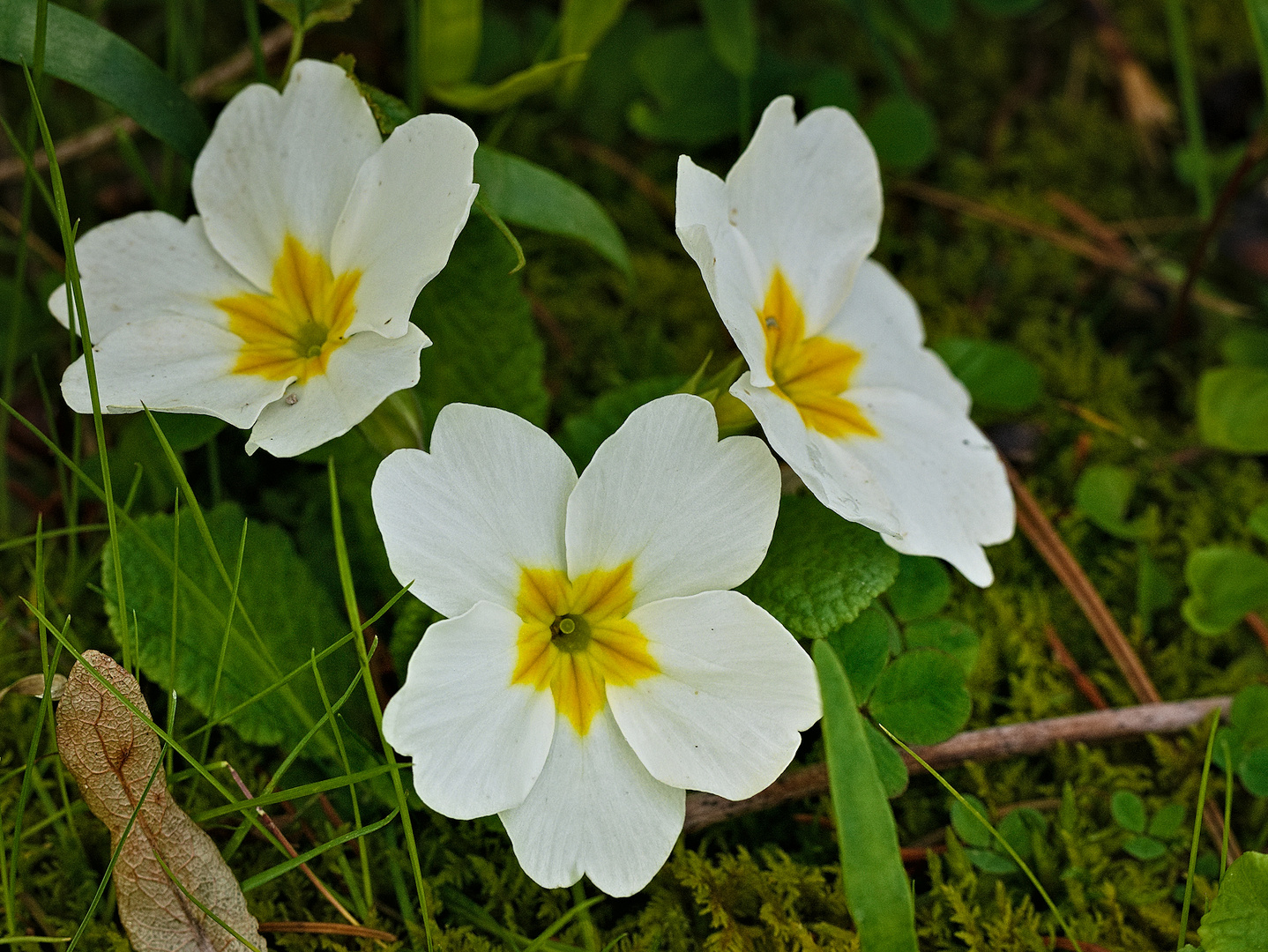 Blumen im April