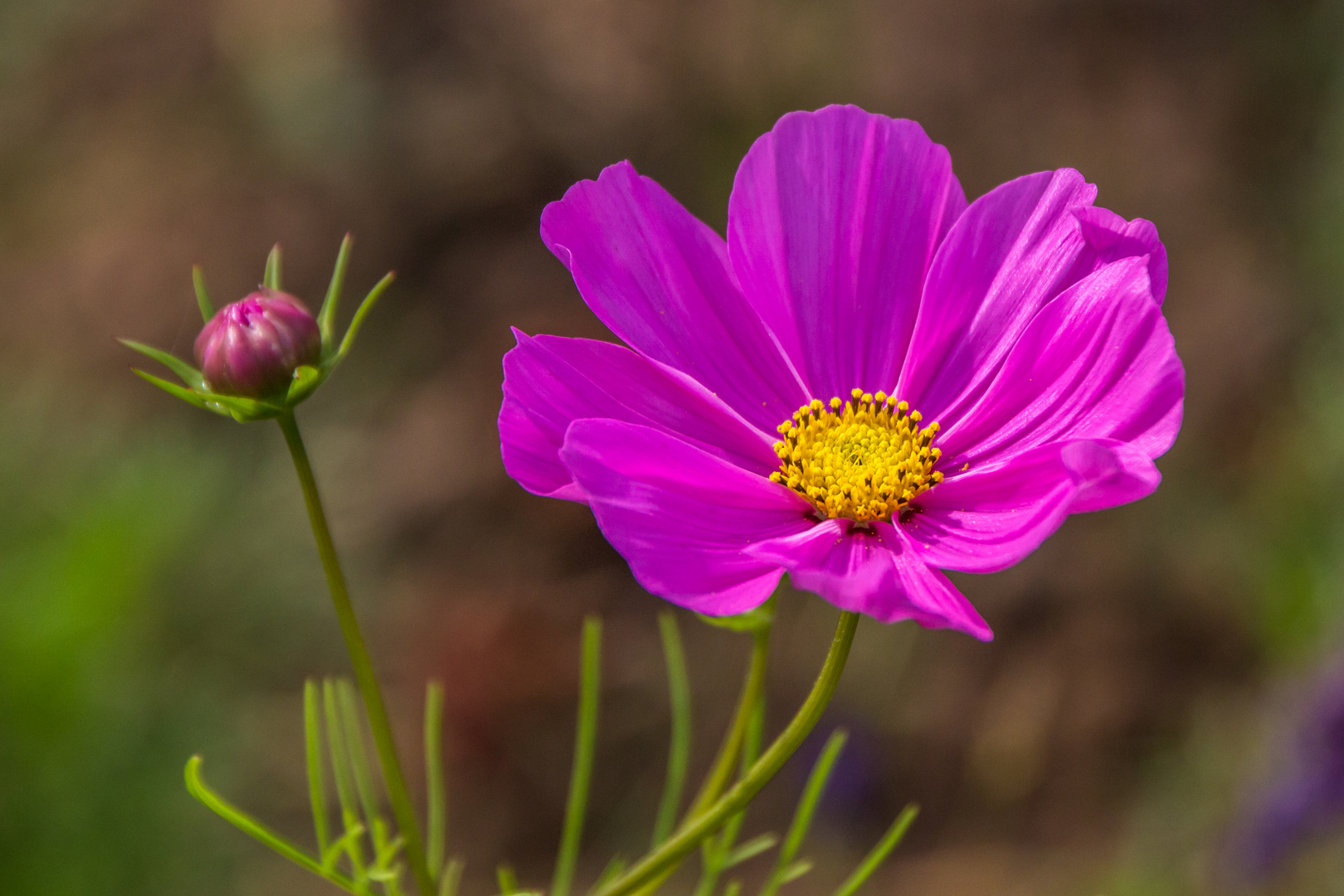 Blumen im August